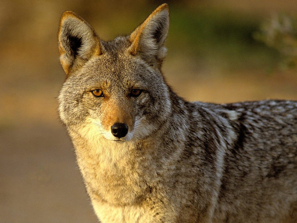 Coyote, Joshua Tree National Park, California